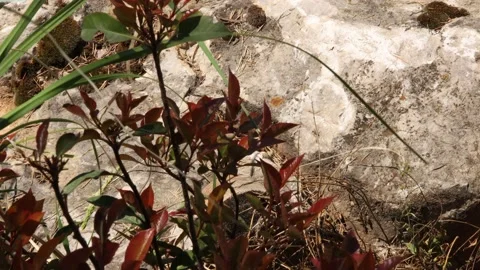 Autumn leaves in the forest Video stock 194715101