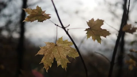 Autumn leaves in the forest Stock Footage 229498905