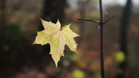 Autumn leaves in the forest Stock Footage 229498910