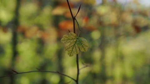 Autumn leaves in the forest Stock Footage 229498923