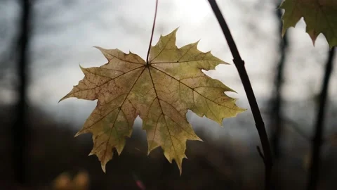 Autumn leaves in the forest Stock Footage 229499016