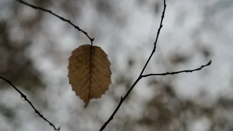 Autumn leaves in the forest Stock Footage 229499040