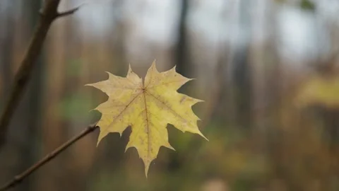 Autumn leaves in the forest Stock Footage 229499042