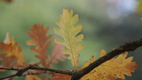 Autumn leaves in the forest Stock Footage 229499382