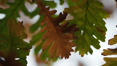 Autumn leaves in the forest Stock Footage 229499384