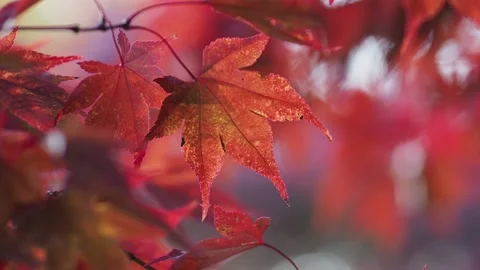 Autumn leaves in the forest Stock Footage 229499748