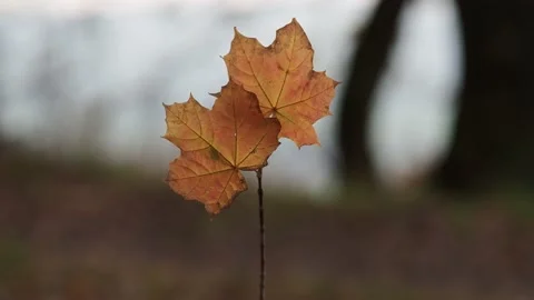 Autumn leaves in the forest Stock Footage 229499761