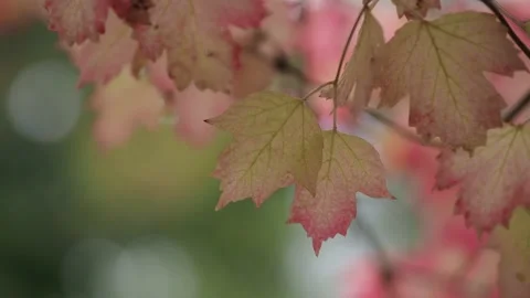 Autumn leaves in the forest Stock Footage 229499762