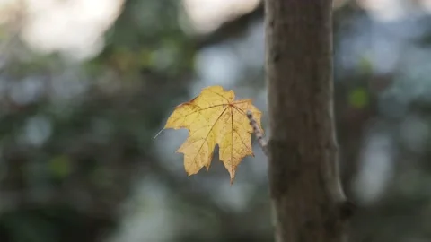Autumn leaves in the forest Stock Footage 229499954