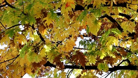 Autumn leaves in the forest Video stock 253698940