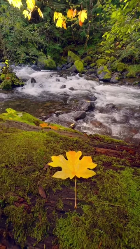 Autumn leaves in the forest Stock Footage 274352960