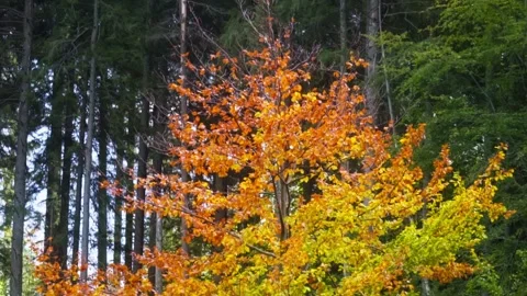 Autumn leaves in forest Stock Footage 302885180