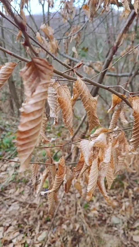 Autumn leaves in the forest Stock Footage 303990027
