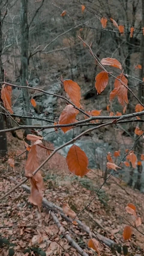 Autumn leaves in the forest Stock Footage 303990104