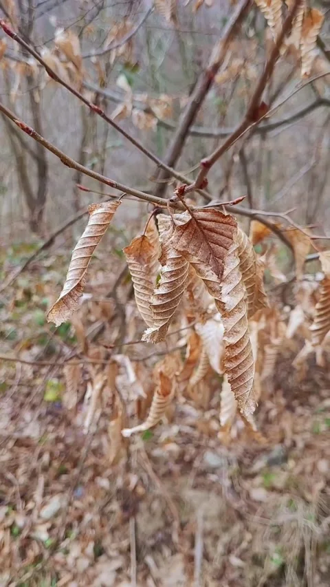 Autumn leaves in the forest Stock Footage 303990410