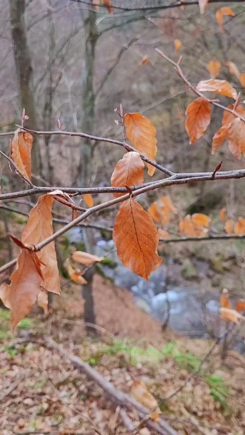 Autumn leaves in the forest Stock-Footage 303990552