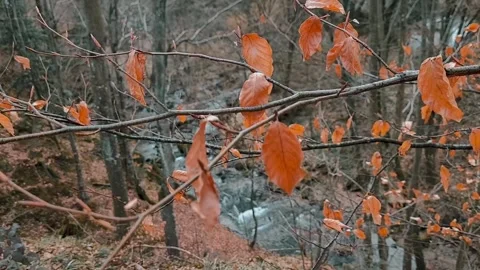 Autumn leaves in the forest Stock Footage 303990932