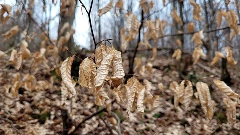 Autumn leaves in the forest Stock Footage 303991197