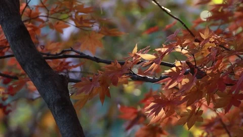 Autumn leaves in the forest Video stock 310231023