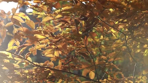 Autumn leaves in the forest 스톡 동영상 310231173