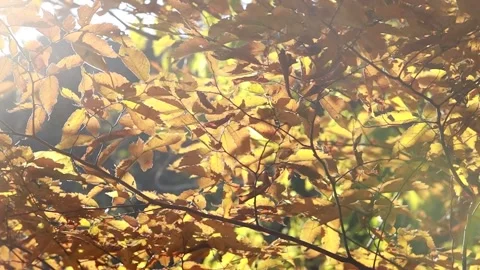 Autumn leaves in the forest 스톡 동영상 310231174