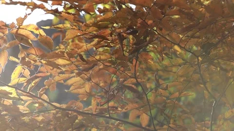 Autumn leaves in the forest 스톡 동영상 310231180