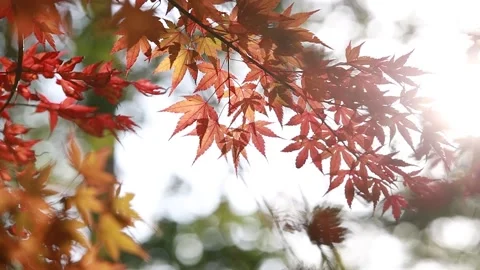 Autumn leaves in the forest 스톡 동영상 310231187
