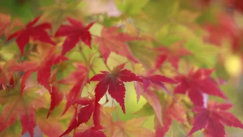 Autumn leaves in the forest 스톡 동영상 310231190