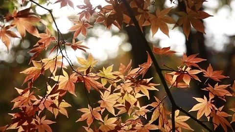 Autumn leaves in the forest 스톡 동영상 310231193