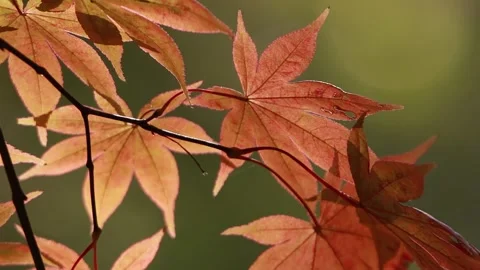 Autumn leaves in the forest 스톡 동영상 310231199