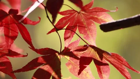 Autumn leaves in the forest 스톡 동영상 310231201