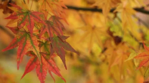 Autumn leaves in the forest Stock Footage 310355536