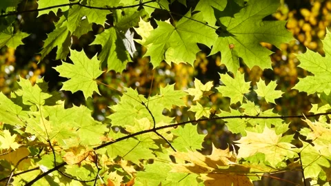 Autumn leaves in the forest. Stock Footage 318506525