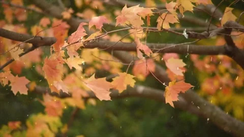 Autumn Leaves in Forest Getting Covered by First Snowfall Stock Footage 330275664