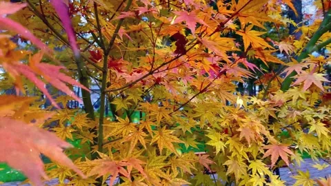 Autumn Leaves in Forest Getting Covered by First Snowfall Stock Footage 330275985