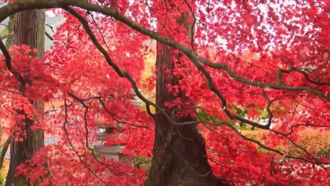 Autumn Leaves in Forest Getting Covered by First Snowfall Stock-Footage 330276403