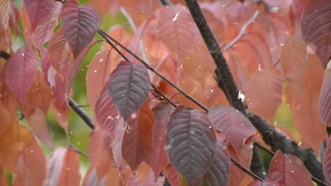Autumn Leaves in Forest Getting Covered by First Snowfall Stock-Footage 330277330