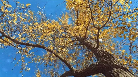 Autumn Leaves in Forest Getting Covered by First Snowfall Stock Footage 330277357