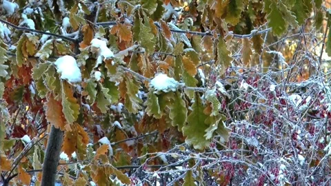 Autumn Leaves in Forest Getting Covered by First Snowfall Video stock 330279260