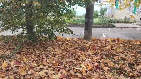 Autumn Leaves in Forest Getting Covered by First Snowfall Stock Footage 330279859