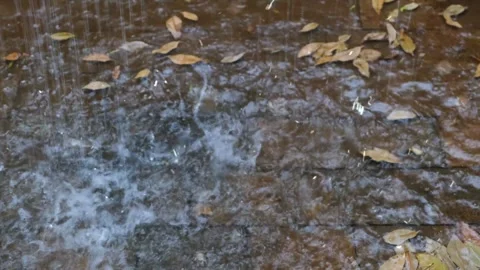Autumn Leaves in Forest Getting Covered by First Snowfall Stock Footage 330279896