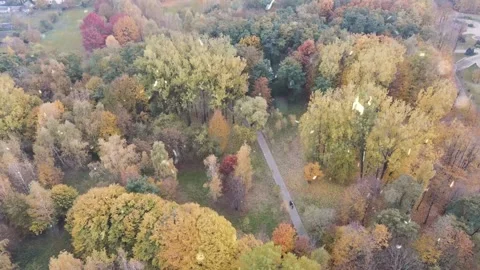 Autumn Leaves in Forest Getting Covered by First Snowfall 스톡 동영상 330280030