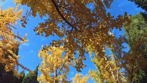 Autumn Leaves in Forest Getting Covered by First Snowfall Stock Footage 330280041