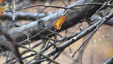 Autumn Leaves in Forest Getting Covered by First Snowfall Video stock 330280260