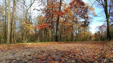 Autumn Leaves in Forest Getting Covered by First Snowfall Stock Footage 330280314