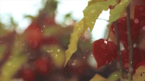 Autumn Leaves in Forest Getting Covered by First Snowfall Video stock 330280564