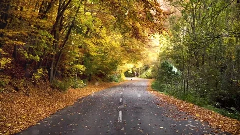 Autumn Leaves in Forest Getting Covered by First Snowfall Video stock 330280599