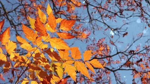 Autumn Leaves in Forest Getting Covered by First Snowfall Vídeo Stock 330280772