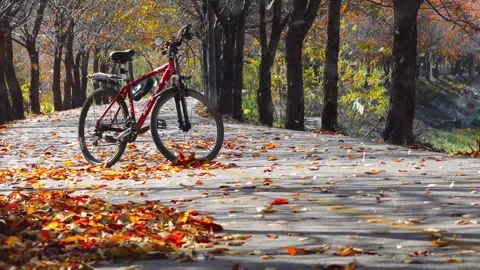 Autumn Leaves in Forest Getting Covered by First Snowfall Video stock 330280775