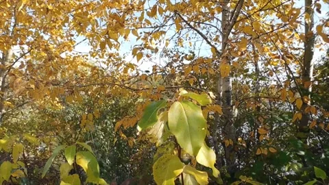 Autumn Leaves in Forest Getting Covered by First Snowfall Video stock 330281145